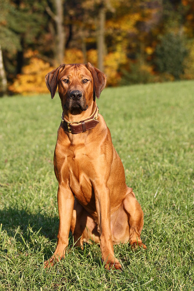 rhodesian ridgeback personnalité