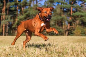 rhodesian ridgeback photo 2