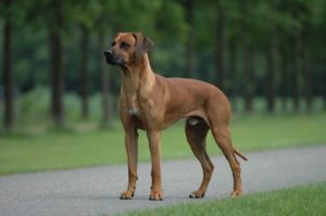 rhodesian ridgeback photo 3