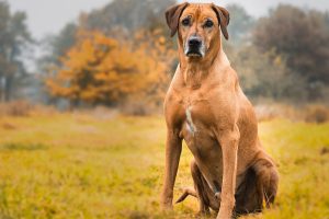 rhodesian ridgeback photo
