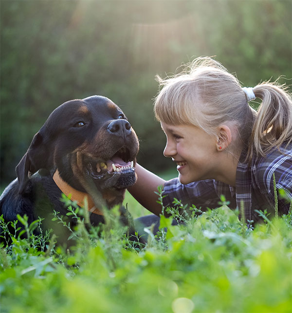 Rottweiler