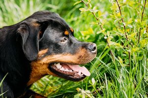 rottweiler couché dans le gazon