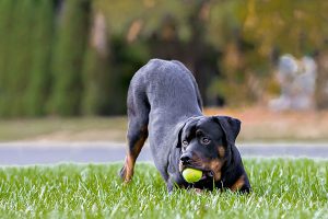 rottweiler qui joue à la balle