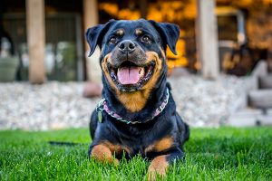 rottweiler couché