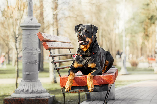 rottweiler sur un banc de parc