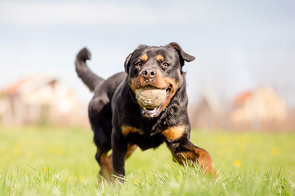 rottweiler dans le champs