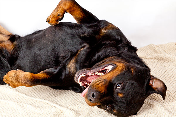 rottweiler couché