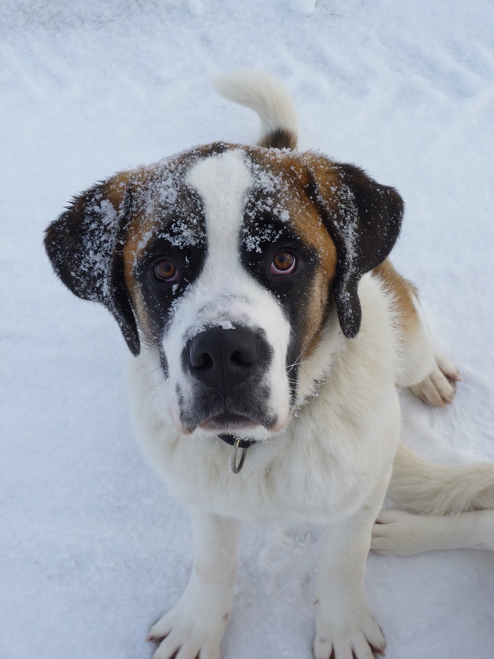 saint-bernard personnalité