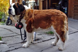 saint-bernard photo 2