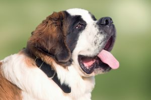 saint-bernard photo 3