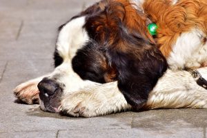 saint-bernard photo