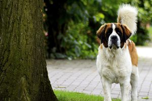 saint-bernard photo 4