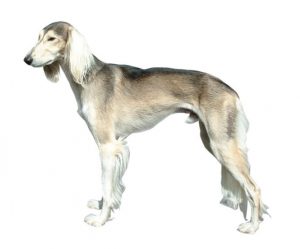 saluki