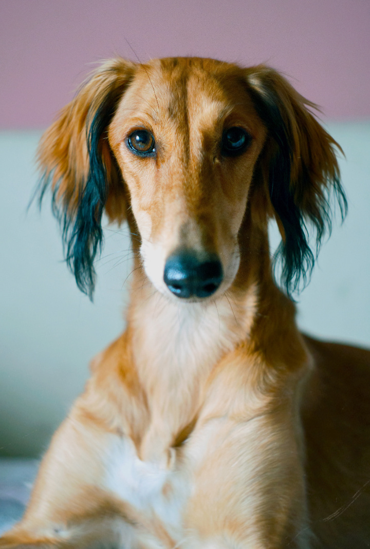 saluki personnalité