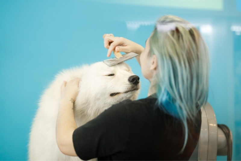 samoyedo aseo