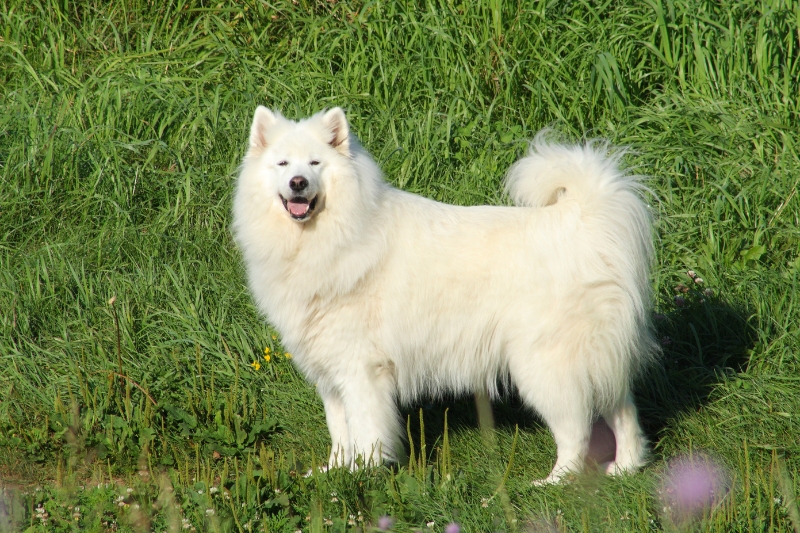 samoyedo de pie en cesped