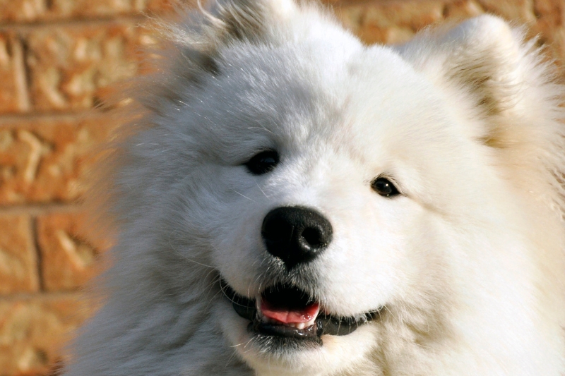 samoyedo retrato cerca