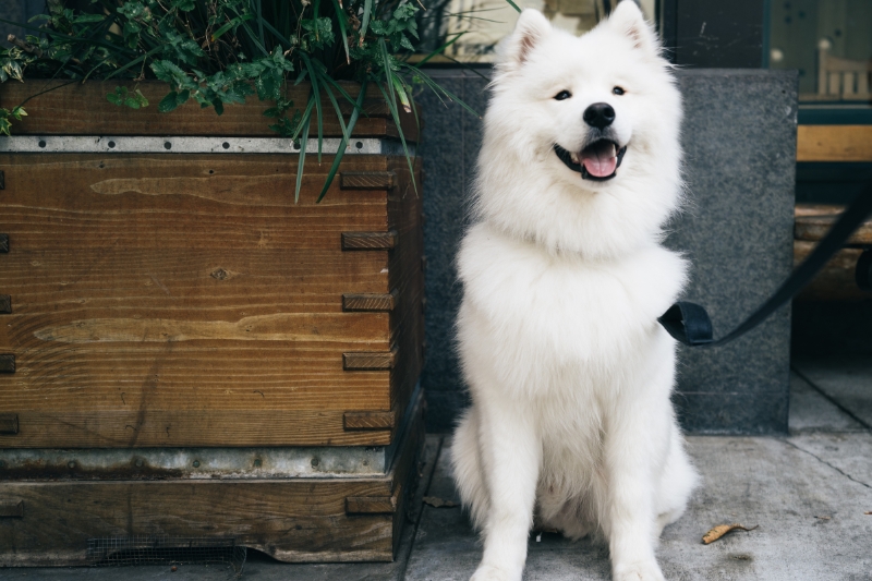 samoyedo sentado