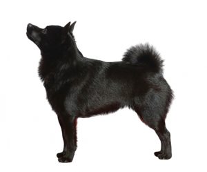 schipperke