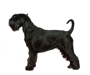 schnauzer