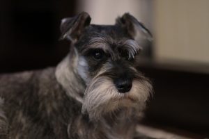 schnauzer photo 2