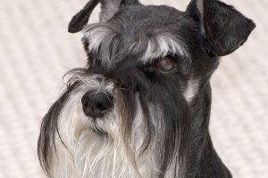 schnauzer photo 3