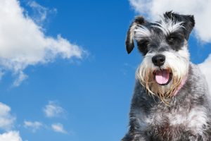 schnauzer photo