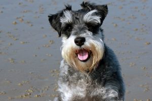 schnauzer photo 4
