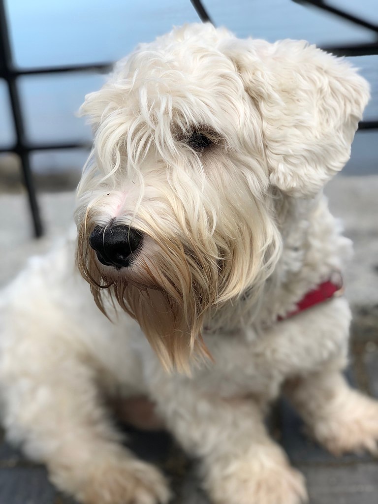 sealyham terrier personnalité