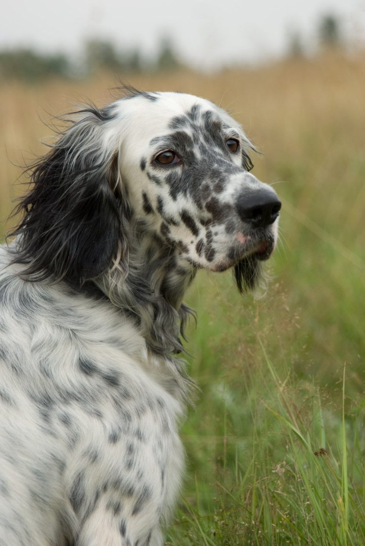 setter anglais personnalité