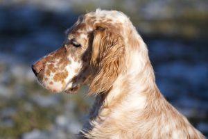 English setter photo 2