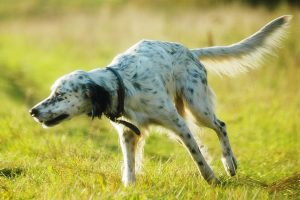 English setter photo 3