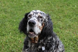 english setter photo