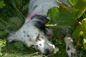 English setter photo 4