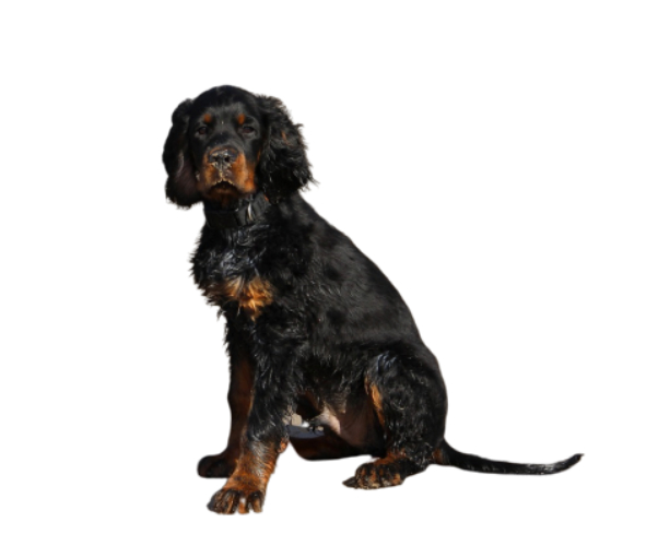 setter gordon