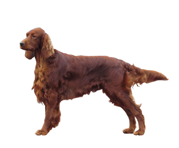 Setter irlandés