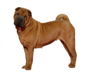 shar-peï