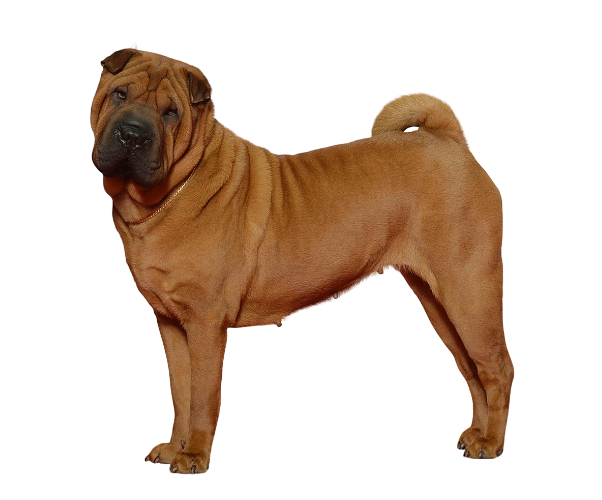 shar-pei