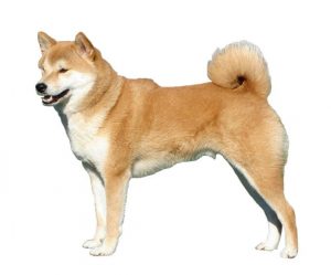 shiba