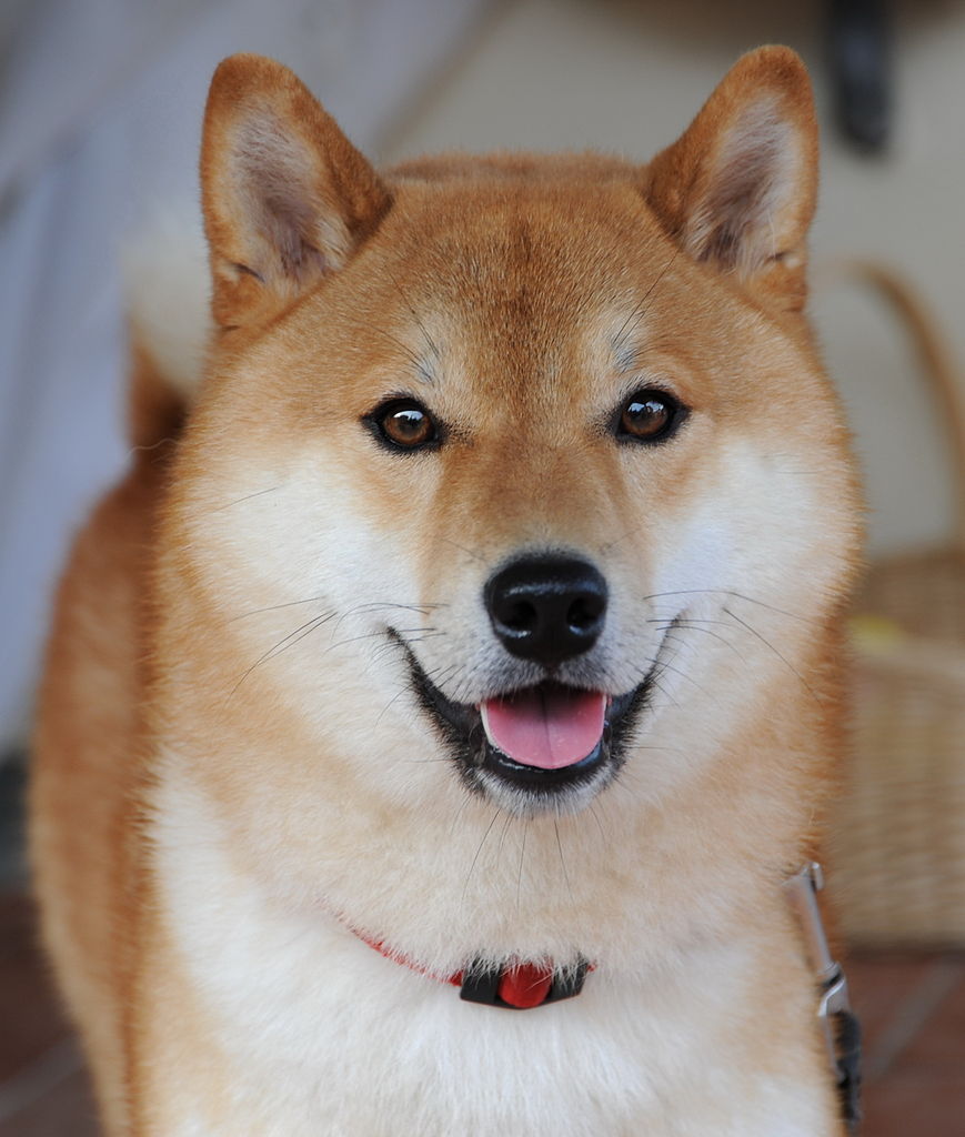 shiba personnalité