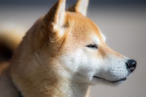 foto shiba 2