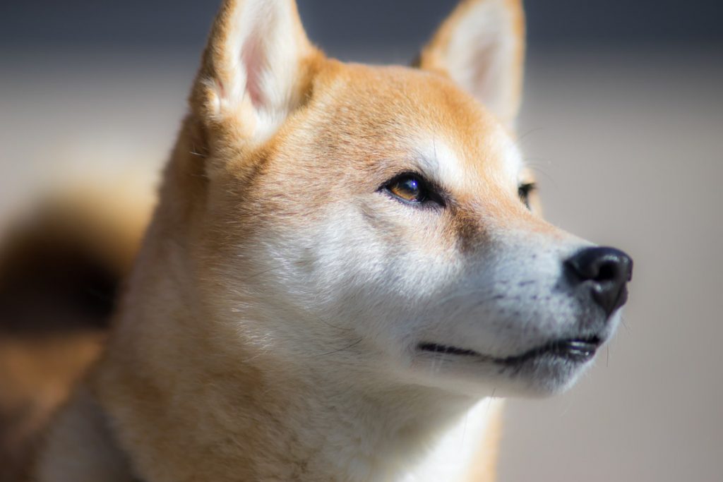 shiba photo 3