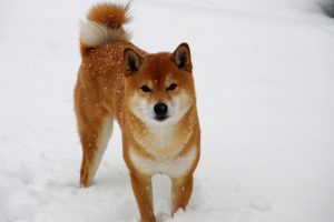 foto shiba