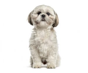 shih tzu