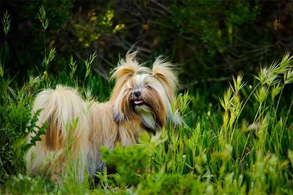 shih tzu en nature