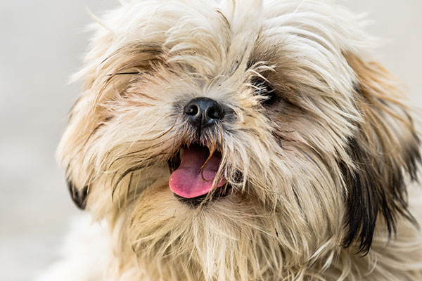 gros plan shih tzu