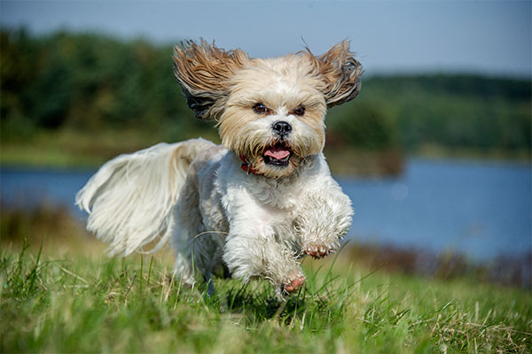 shih tzu à la course