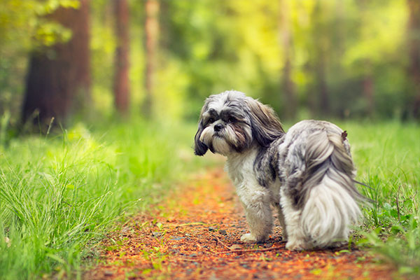 shih tzu en nature