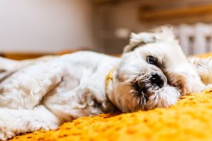reclining shih tzu