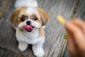 shih tzu little tongue
